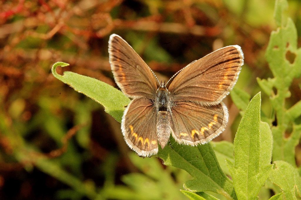 Forse Polyommatus?